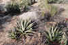 plant4.jpg (93883 bytes)