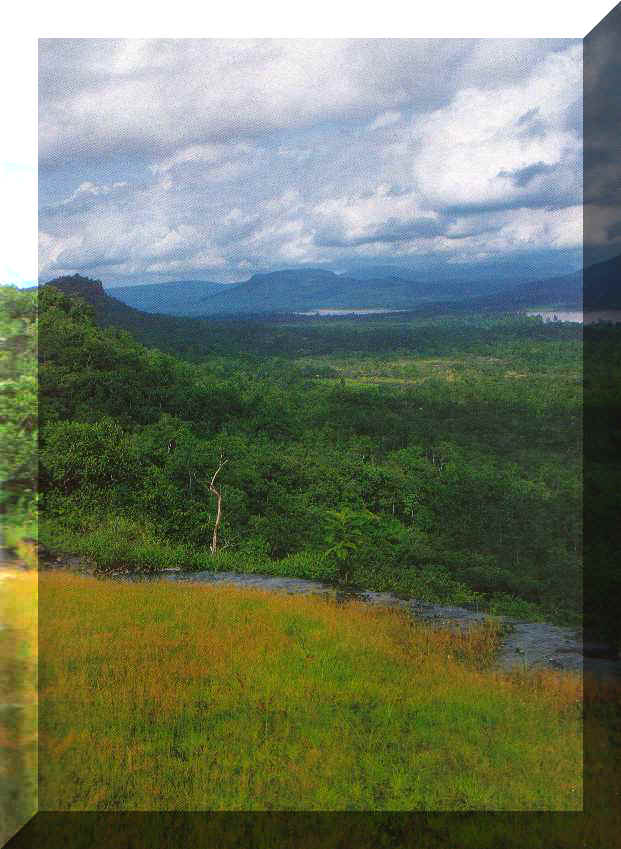ViewKong.jpg (56327 bytes)