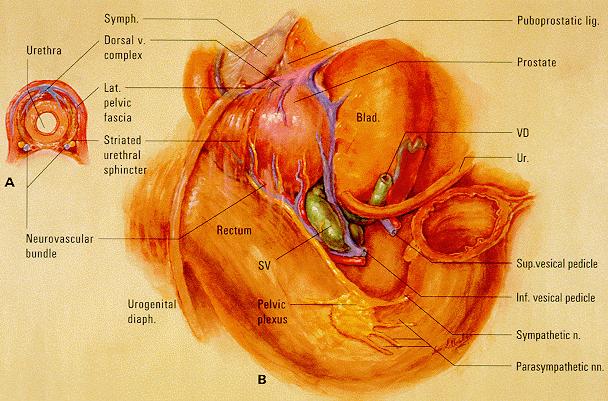 Anatomia e fisiologia da prostata