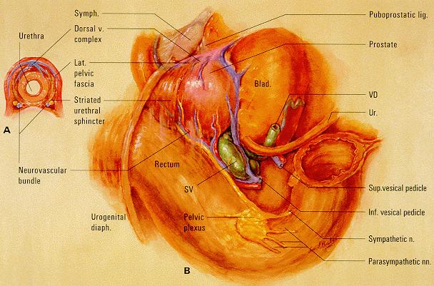 Anatomia e fisiologia da prostata Anatomia e fisiologia da prostata