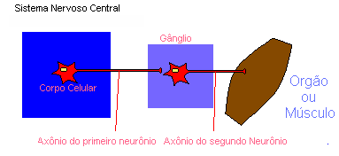 autonomic
nervous system