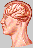 Human
Brain