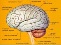 Mapeamento das funções cerebrais