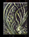 DRY DESERT KELP (study)
