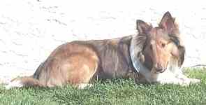 chester.jpg (4569 bytes)
