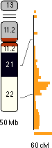 Chromosome 21