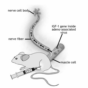 Gene therapy tested on laboratory mice