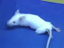 SOD1 mouse with weakened leg muscles
