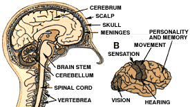 The Human Brain