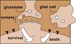 Excitotoxicity