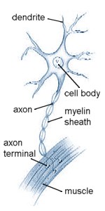 Motor Neuron