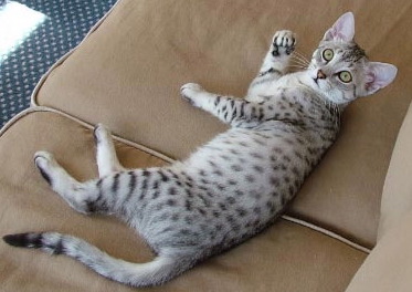 egyptian male cat