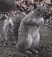 A Grey Squirrel