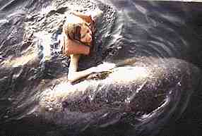 A swim with the manatees
