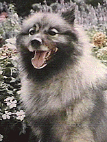 My dog, Willy