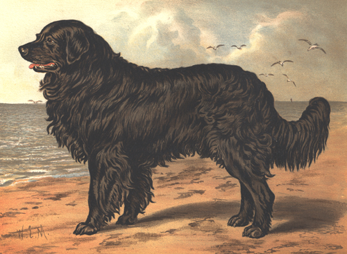 Black Newfoundland, By W.E.M.