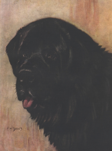 Newfoundland , By F.T. Daws