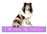I Love My Collie