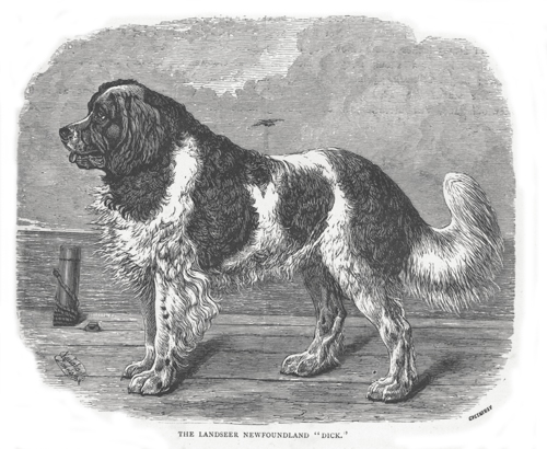 Landseer Newfoundland Illustration, artist unknown