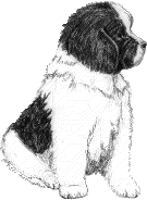landseer puppy