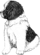 landseer puppy