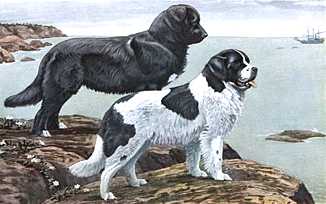 2 Newfoundlands