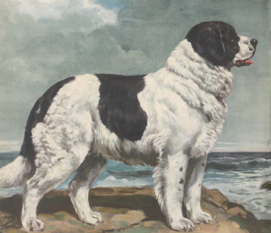 Landseer Newfoundland, artist Unknown
