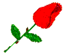 Dev's Rose