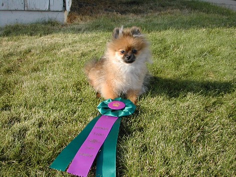 Aurora participated in 4H in conformation, obedience & agility before she was old enough to show in AKC. She was 4.5 months old in the picture.