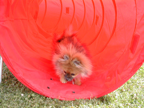 Going through the puppy uglies @ 4.5 Months Old - But enjoying the tunnel in agility!