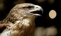 hawk