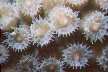 Coral polyps