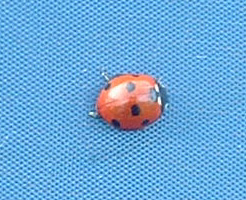 Mhairi's friendly ladybird