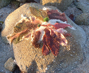 Art from the sea