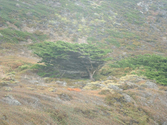 A cypress tree looking windswept and interesting