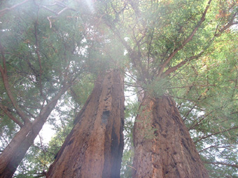 Redwoods