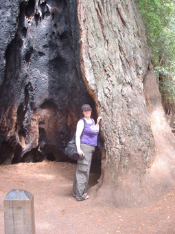 Suzanne in a tree