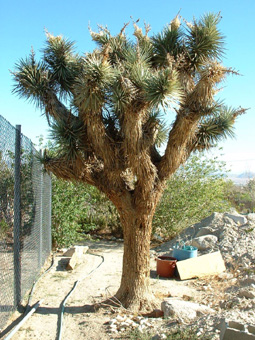 A Joshua Tree at the Sanctuary
