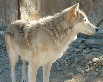 Apache