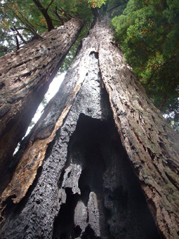 Another tree