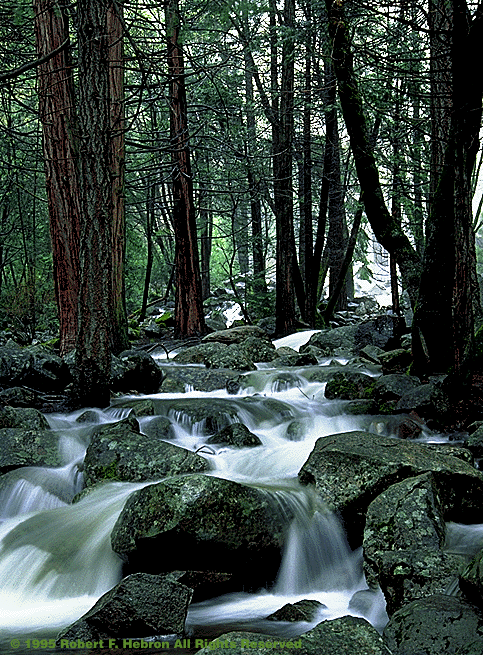 trees