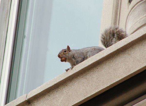 Squirrel.JPG