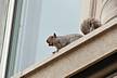 Squirrel.JPG