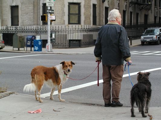 Central_Park-doggie1.JPG