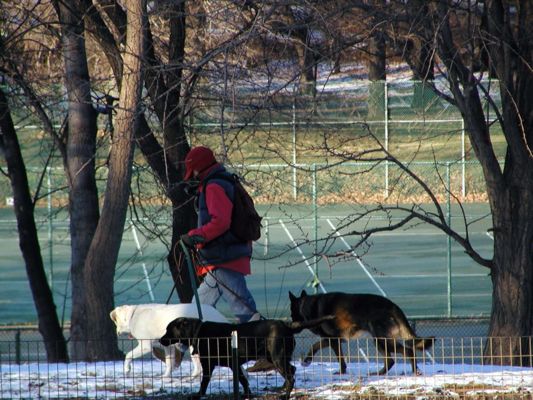 Central_Park-doggie2.JPG