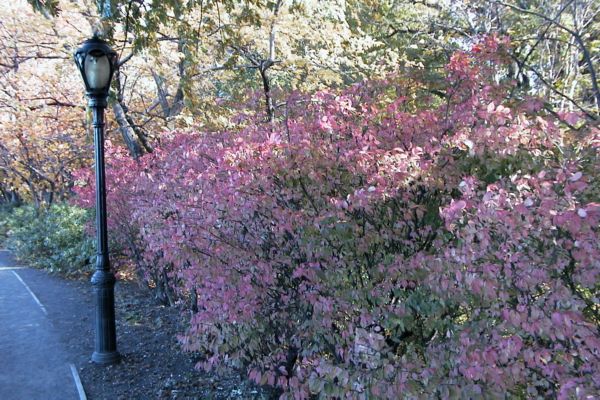 Central_Park-the_color_of_Autumn_III.JPG