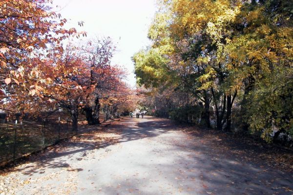 Central_Park-the_color_of_Autumn_V.jpg
