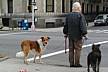Central_Park-doggie1.JPG
