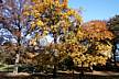 Central_Park-the_color_of_Autumn_II.JPG