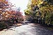Central_Park-the_color_of_Autumn_V.jpg